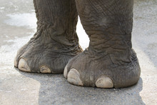 Image Of A Foot Elephant.  Wild Animals.