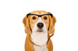 Portrait of a Beagle dog in glasses isolated on white background