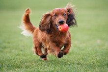 Brown Dachshund Dog Playing With An Apple