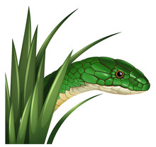Green Snake Behind The Grass