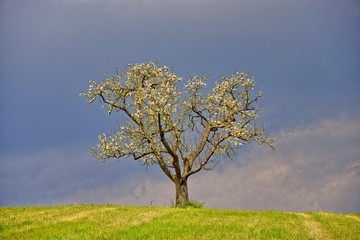 Canvas Print - Baum im Frühling