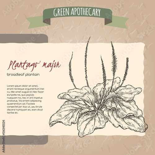 Fotografia, Obraz Plantago major aka broadleaf plantain or fleawort sketch