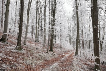 Wall Mural - Forest path in winter scenery