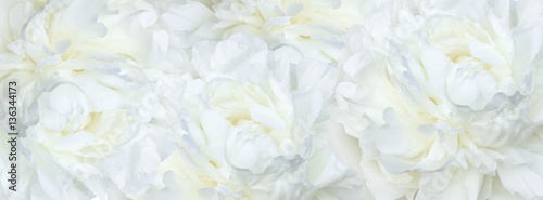 banner  white peonies