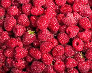 Sticker - Many sweet fresh raspberry fruit