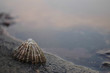 Limpet on rock