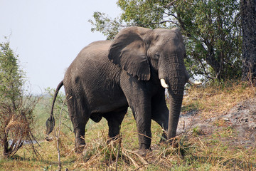 Wall Mural - Impulsive Elephant in Botswana