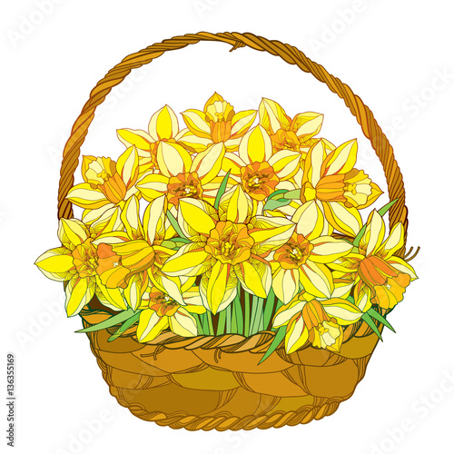 Download Vector bouquet with outline yellow narcissus or daffodil ...