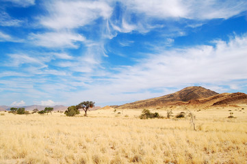 Wall Mural - Impressive Landscape in the dry Namibia