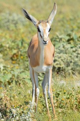 Wall Mural - Beautiful Antelope in Namibia