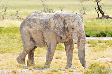 Wall Mural - Impressiv Elephant in Etosha in Namibia