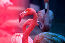 Photos Beautiful Red Flamingo