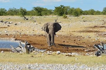 Wall Mural - Amazing Elephant in the Etosha Nationalpark