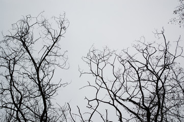 Autumn tree silhouettes in the forest