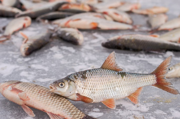 Wall Mural - freshly caught fish is lying on the ice