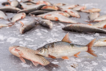 freshly caught fish lying on the ice