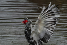 Moscovy Duck In California Pond Flapping Its Magnificent Wings
