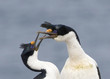 A pair of Imperial Shag (also known as King Cormorant) perform a mating display, on Sea Lion Island, Falkland Islands.
