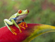 Agalychnis callidryas (red-eyed tree frog) sitting on a heliconia flower in costa Rica