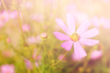 Poster - Cosmos flower fields in full bloom.
