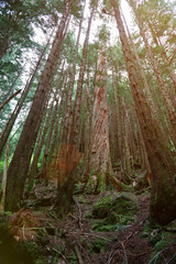 Sticker - Old trees in forest