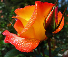 Orange Rose With Droplets