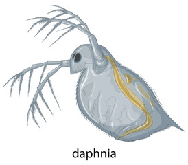 Wall Mural - Daphnia on white background
