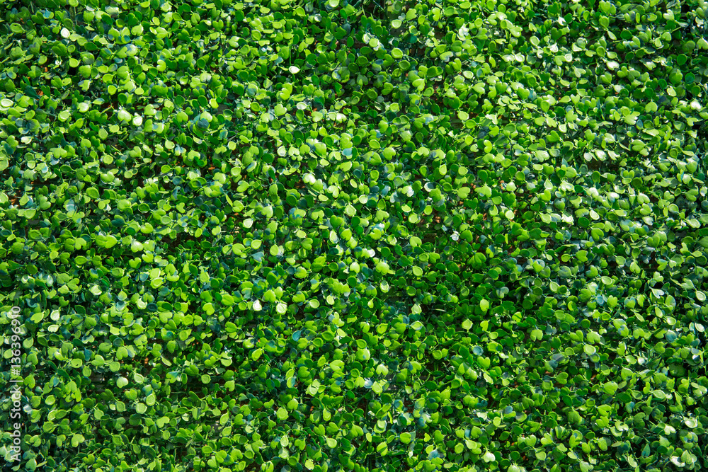 plastic fake green ivy plant nature background. - obrazy, fototapety, plakaty 