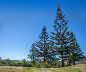 Wall Mural - Whangamata beach, New Zealand.