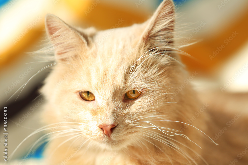 Cute cat on blurred colorful background, close up view