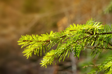 Poster - Fir tree branches, closeup