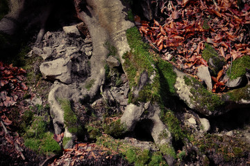 Poster - Tree roots in autumn forest