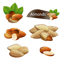 Almond kernel with green leaves set isolated on white background vector illustration. Organic food ingredient, traditional vegetarian snack. Almond nut seed whole and shelled collection.