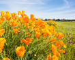 California Poppy flower in a field with the sun.