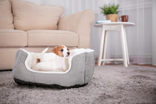 Cute Funny Puppy In Dog Bed At Home