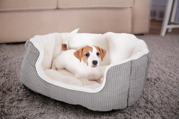 Wall Mural - Cute funny puppy in dog bed at home