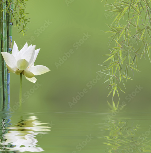Composition Zen Aquatique Bambous Et Fleur De Lotus Buy