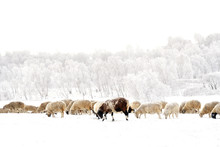 Flock Of Sheep In The Snow, Group Of Sheep And Hoarfrost On The Tree A Winter