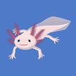 Axolotl pink isolated with four legs on white. Water animal