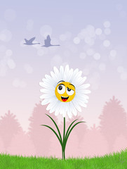 Poster - funny daisy in the grass