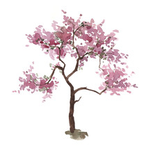 Watercolor Pink Cherry Tree Isolated On White. Sakura. Spring. Blossom Plant. Hand Drawn Illustration.
