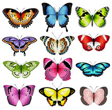 Vector Color Butterfly Illustrations