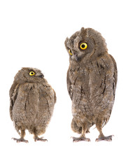 Canvas Print - Two european scops owl