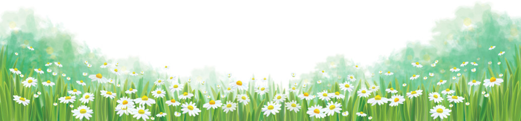 Vector summer nature  background, chamomiles field isolated bord