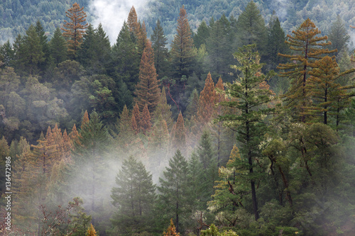 las-sekwoja-w-lesie-kalifornijskim