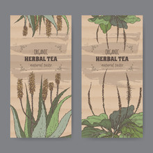 Two Color Vintage Labels For Aloe And Plantain Herbal Tea.