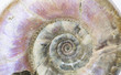Eogaudryceras, ammonite fossile con madre perla 