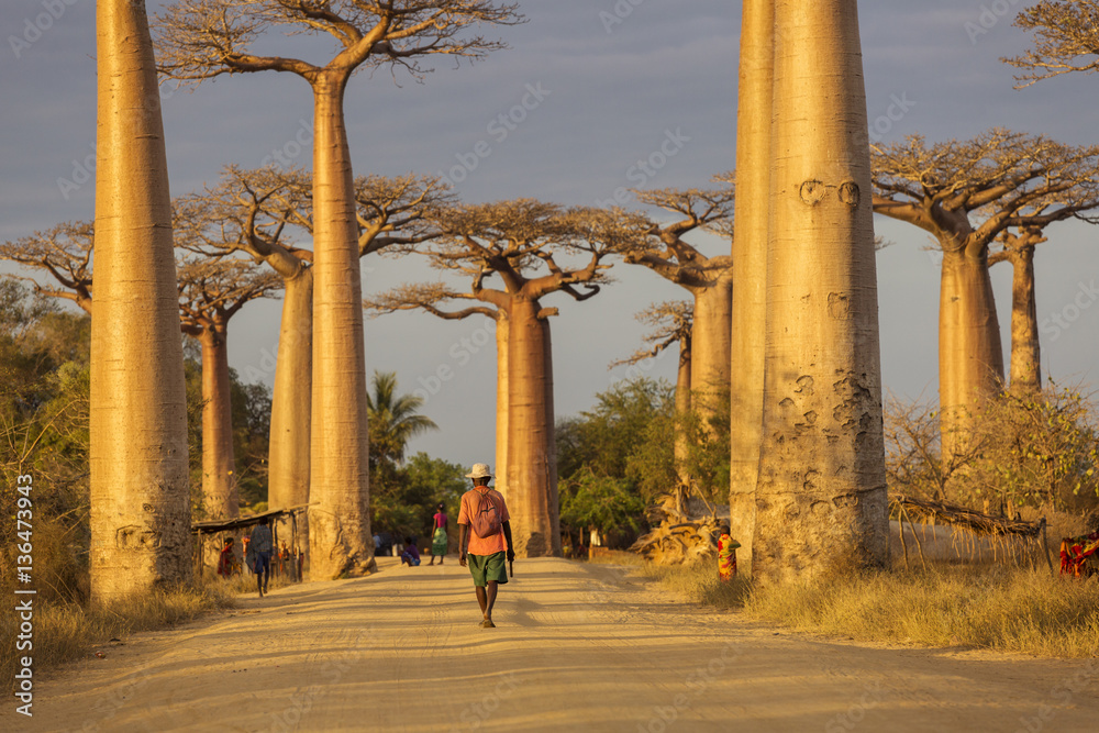 Baobab Alley in Madagascar, Africa. Beautiful and colourful land - obrazy, fototapety, plakaty 