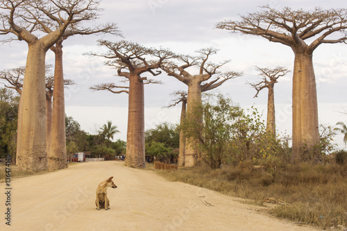 Cuadros en Lienzo Baobab Alley in Madagascar, Africa. Dog staying on baobab alley.