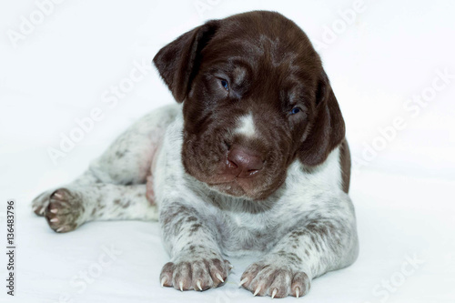 Cute Puppy Isolated On White Background German Shorthaired Pointer